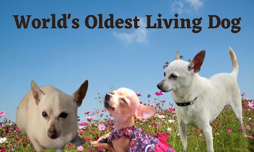 World’s Oldest Living Dog